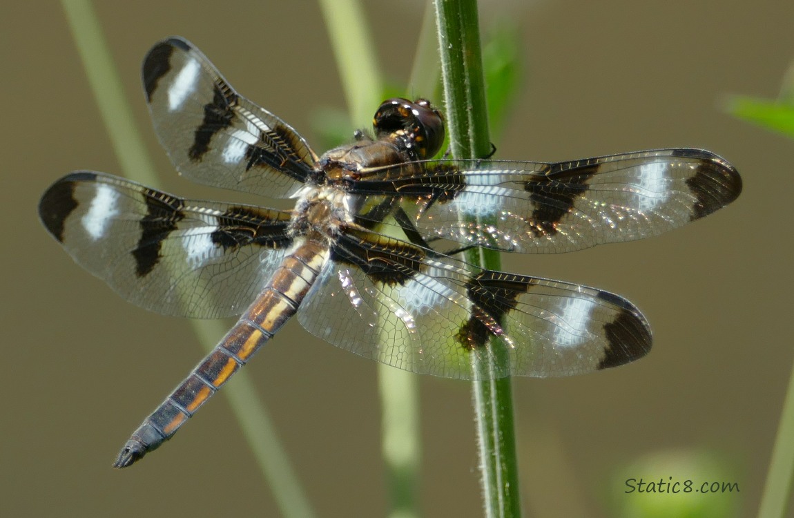 Twelve Spot Skimmer dragonfly standing on a twig