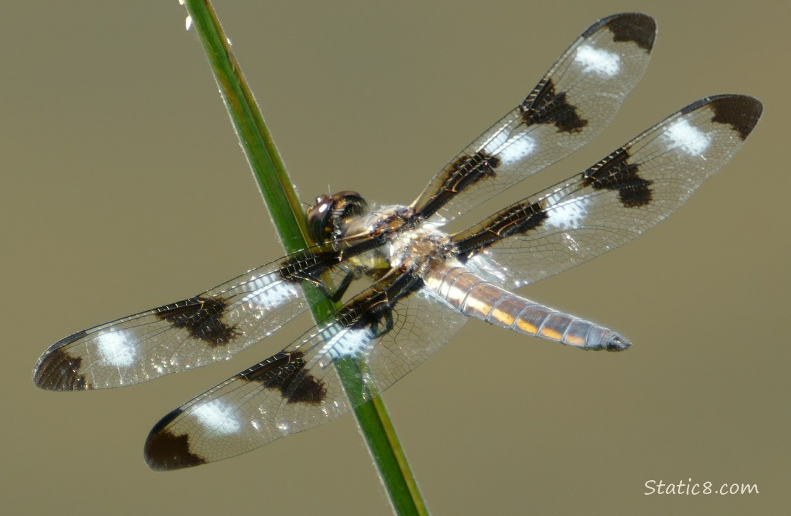 Dragonfly standing on a stick
