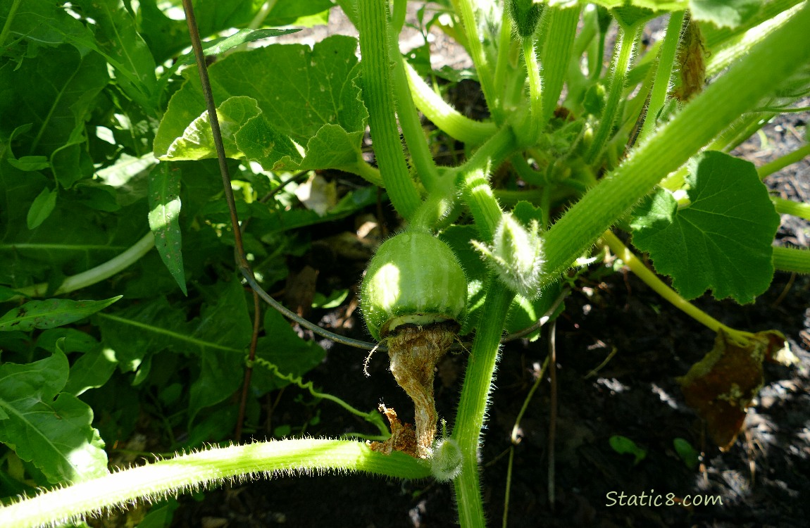 Buttercup squash fruit growing on the vine
