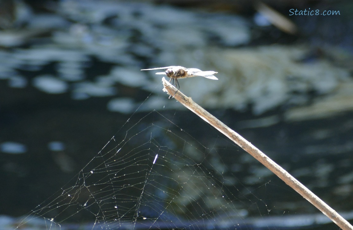 Dragonfly standing on a stick with a spider web