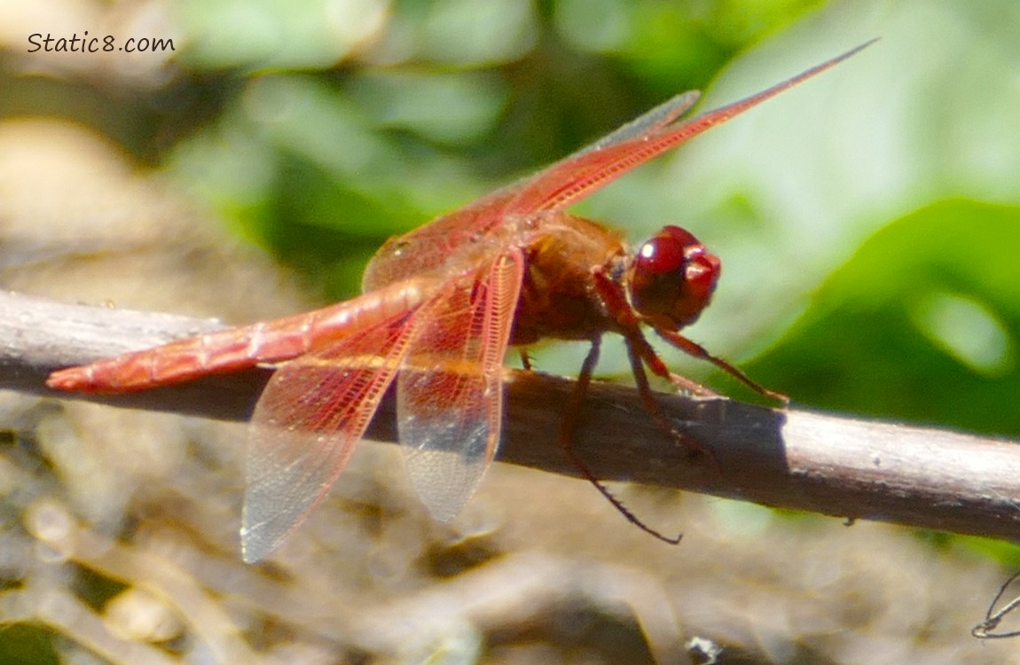 Red dragonfly standing on a stick