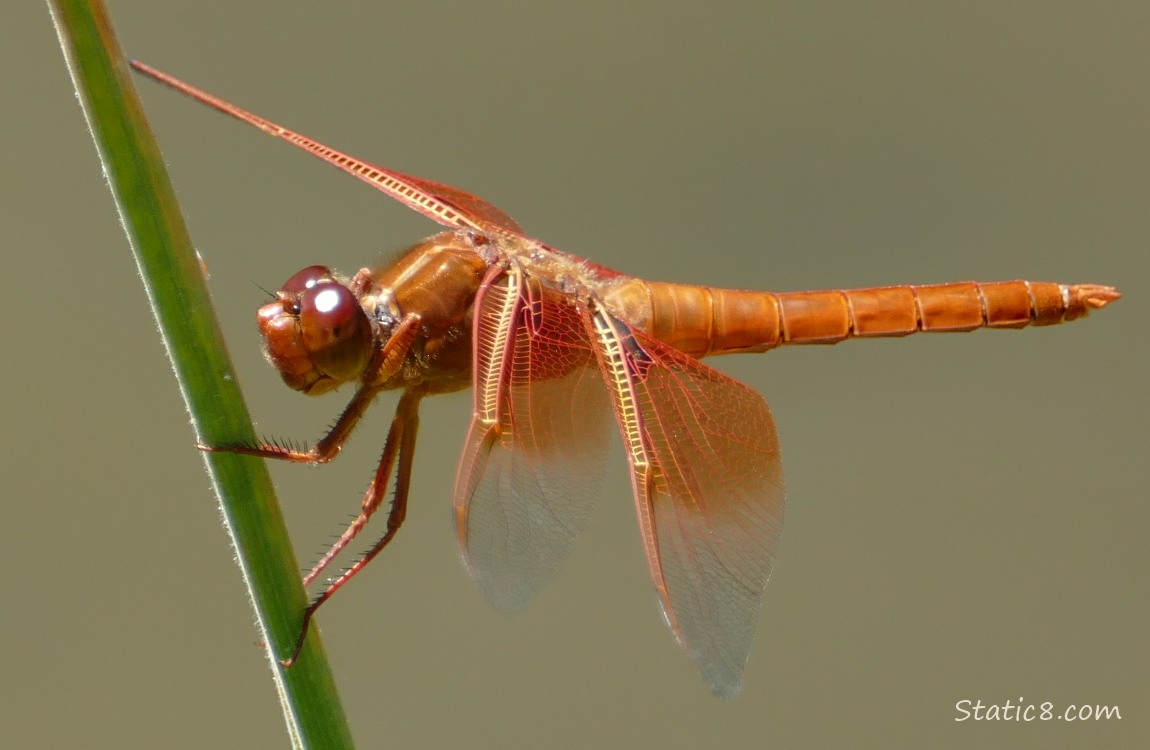 Red dragonfly standing on a twig