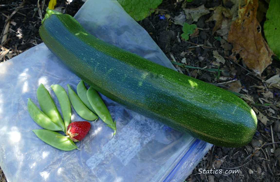 Harvested veggies on a ziplock on the ground