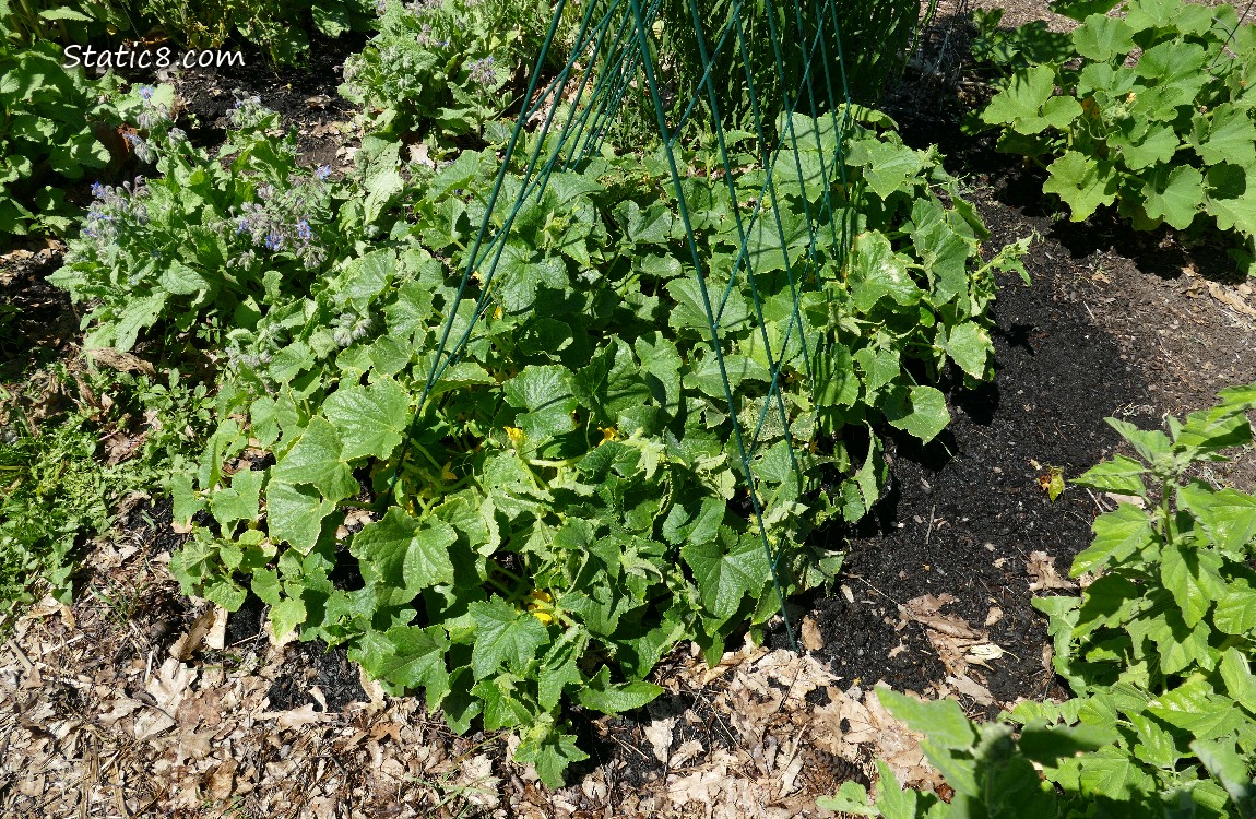 Small Cucumber plants growing under a wire trellis