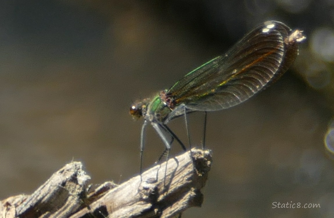 Damselfly with green body and dark wings standing on a stick