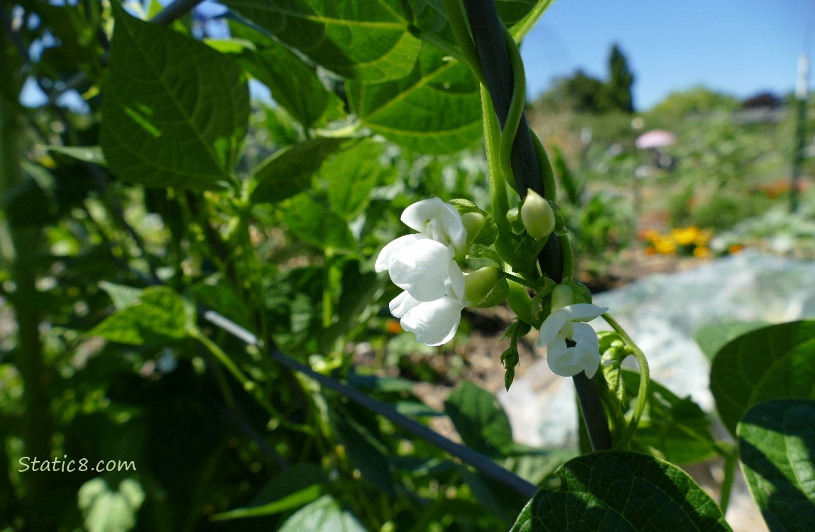 White bean flower surrounded by green leaves