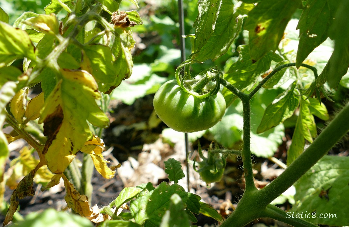 Green tomato hanging from the vine