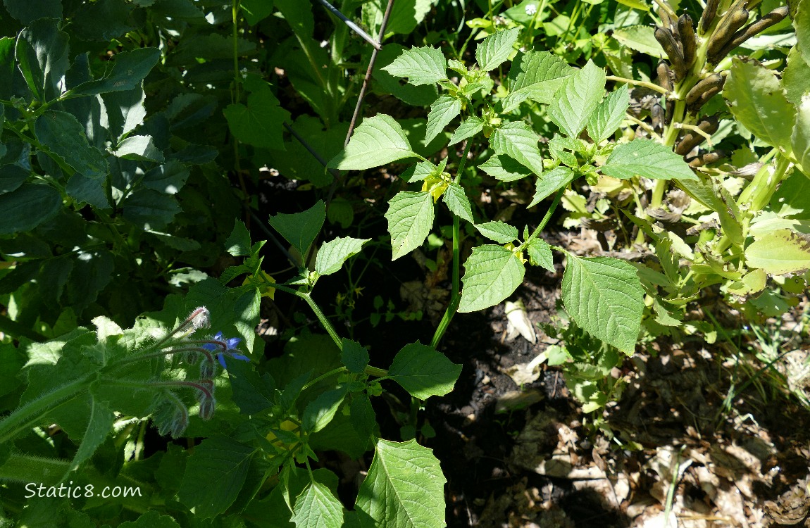 Tomatillo plant growing amoungst other plants