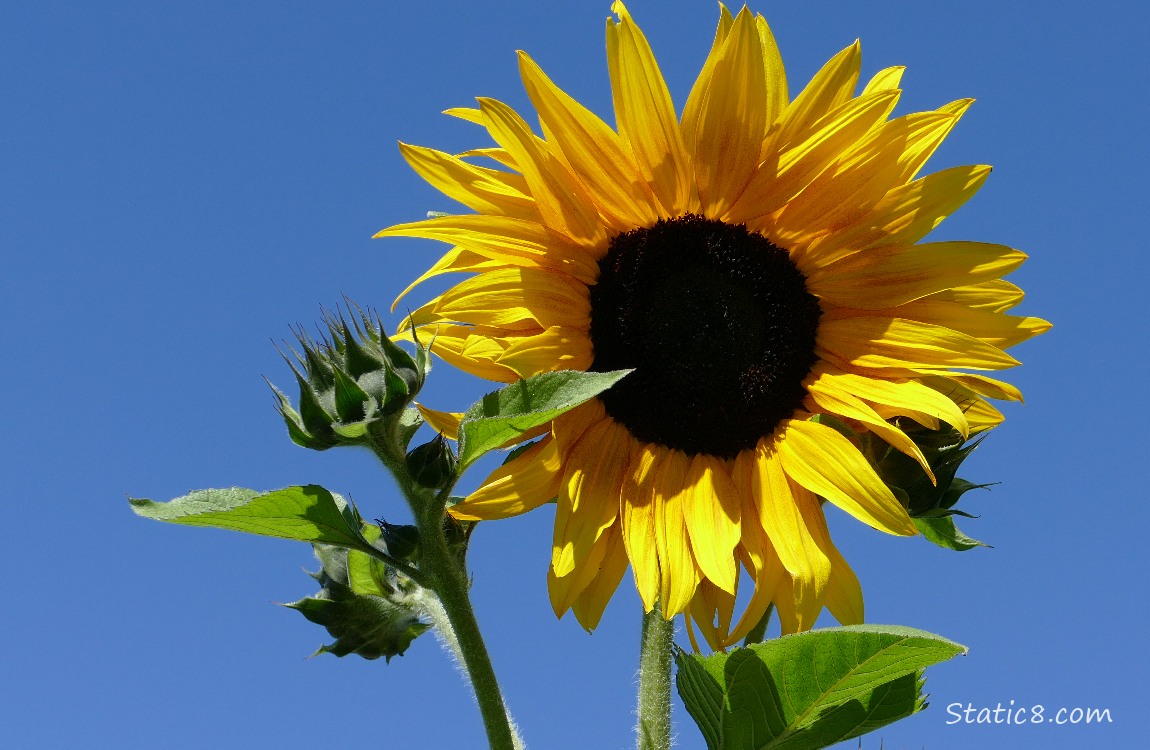 Sunflower bloom and blue sky