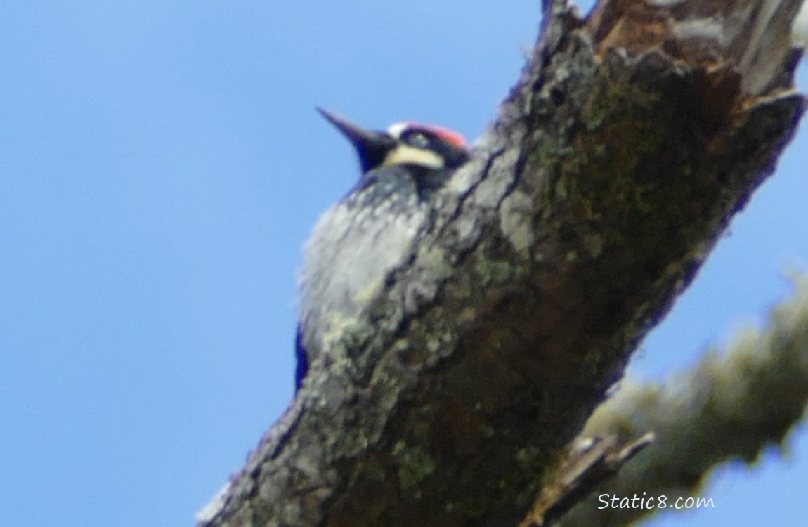 Acorn Woodpecker standing on a branch