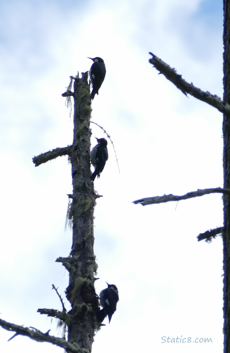 Three Acorn Woodpeckers standing on the side of a narrow tree trunk