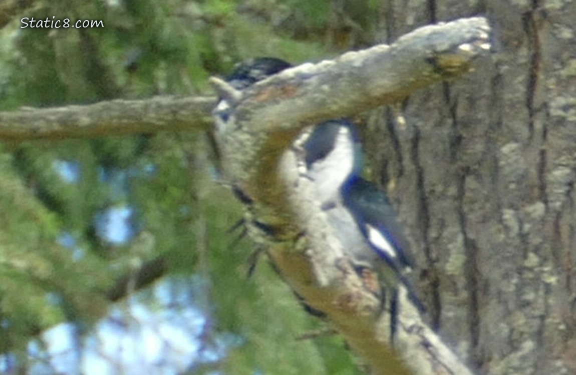 Acorn Woodpeckers hidden by the branch they are standing on