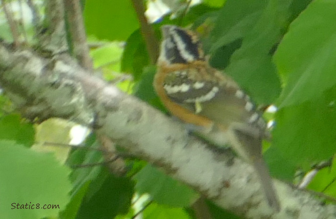 Black head Grosbeak standing on a branch under green leaves