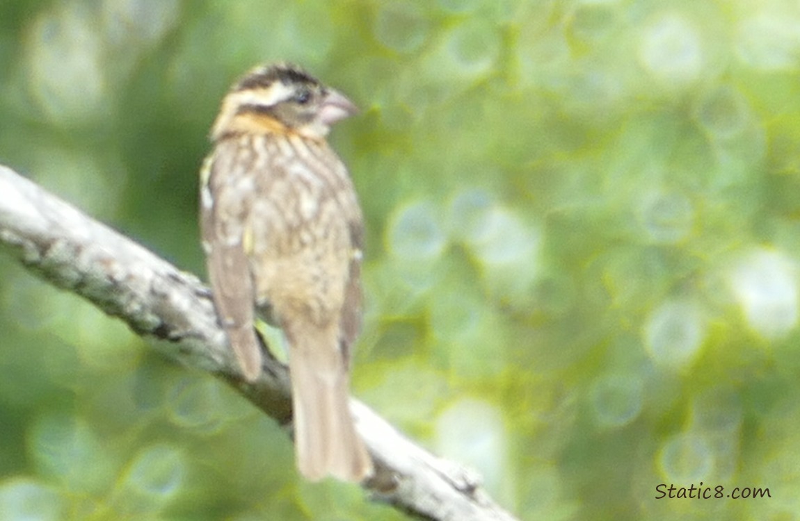 Black Head Grosbeak standing on a branch
