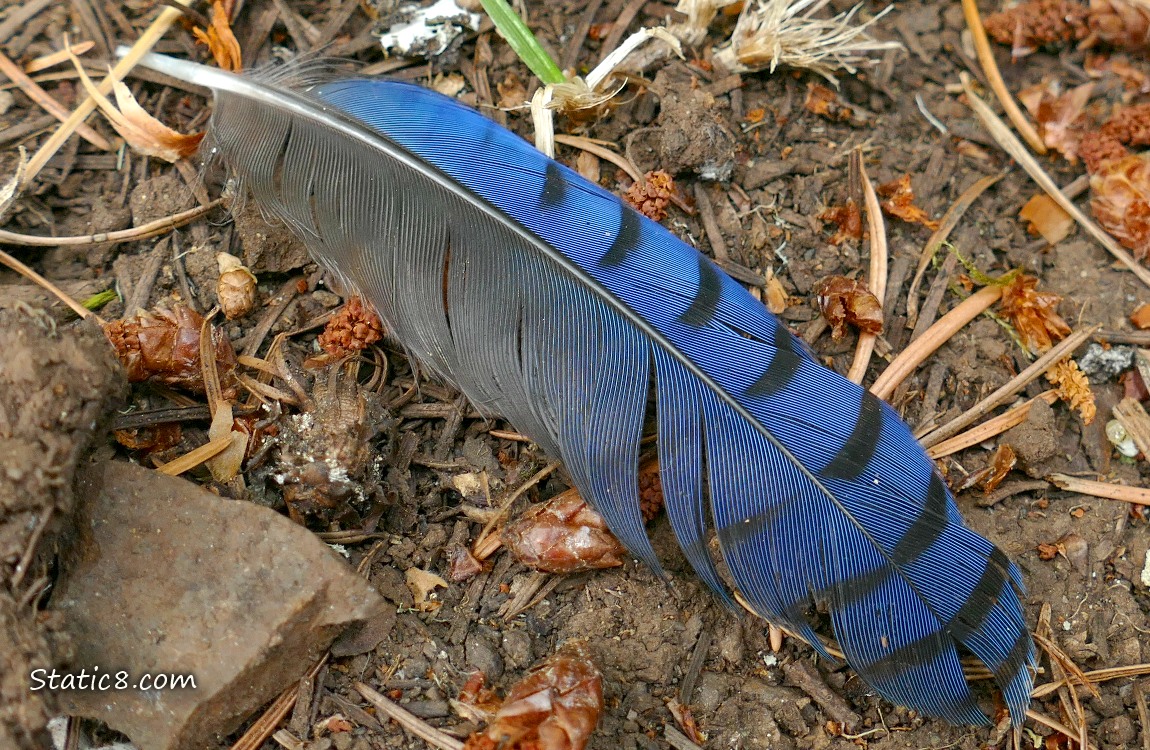 Blue and black feather laying on the forest floor