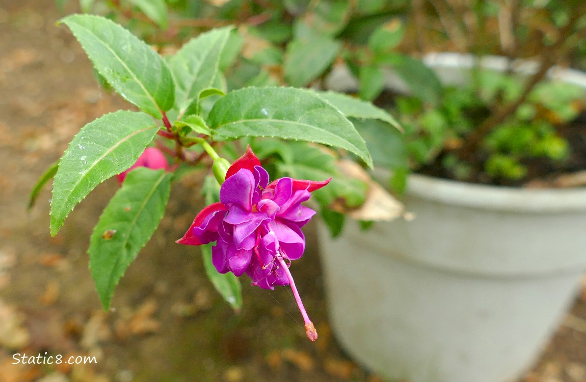 Fuchsia bloom hanging from a potted plant