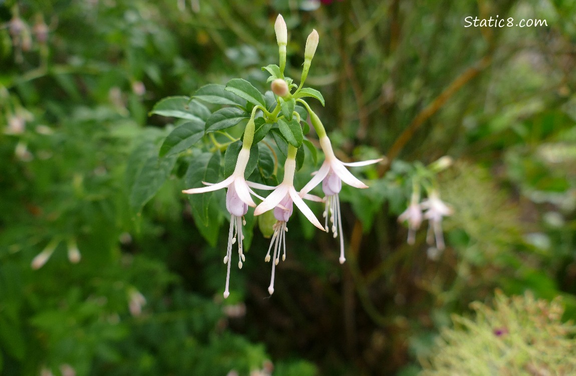 Pale pink fuchsia blooms hanging from a plant