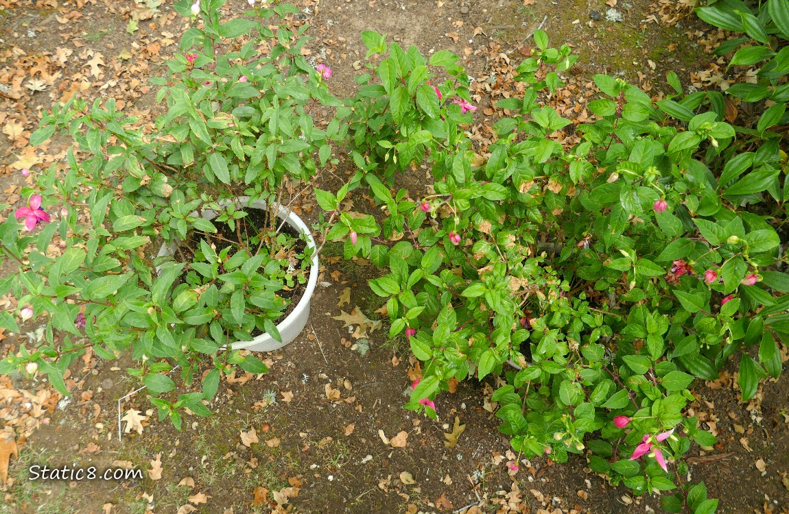 Looking down at two potted Fuchsia plants with some blossoms