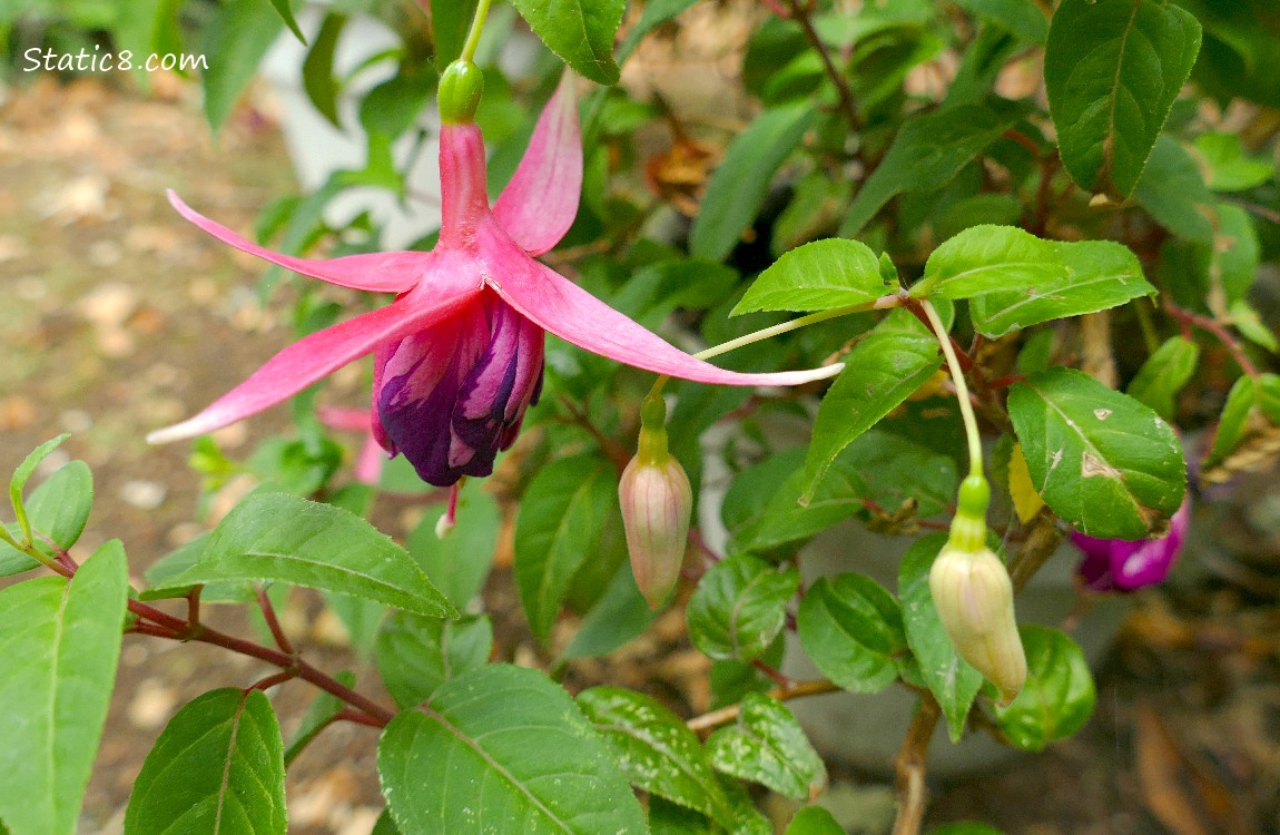 Fuchsia blooms hanging from potted plants