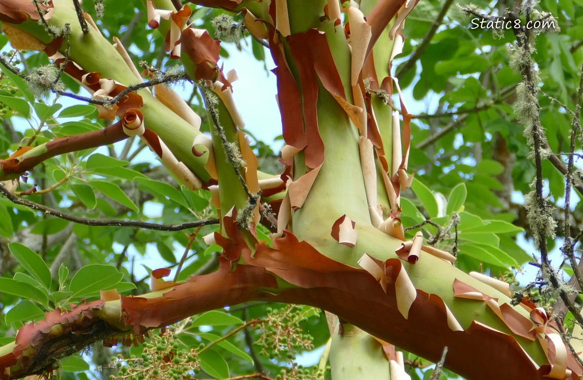 Madrone tree with red and green peeling bark