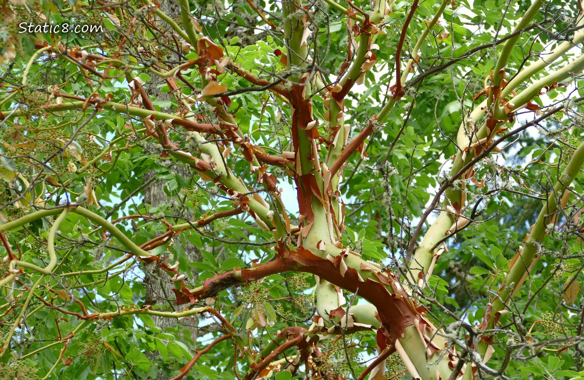 Madrone tree with red and green peeling bark