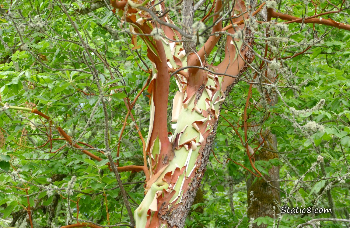 Madrone tree with red and green peeling bark