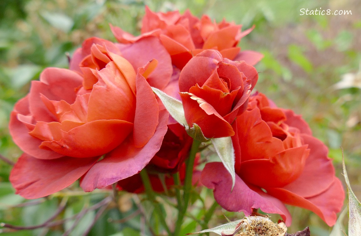 Red Rose blooms