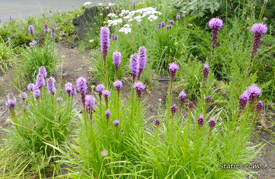 Purple flower stalks