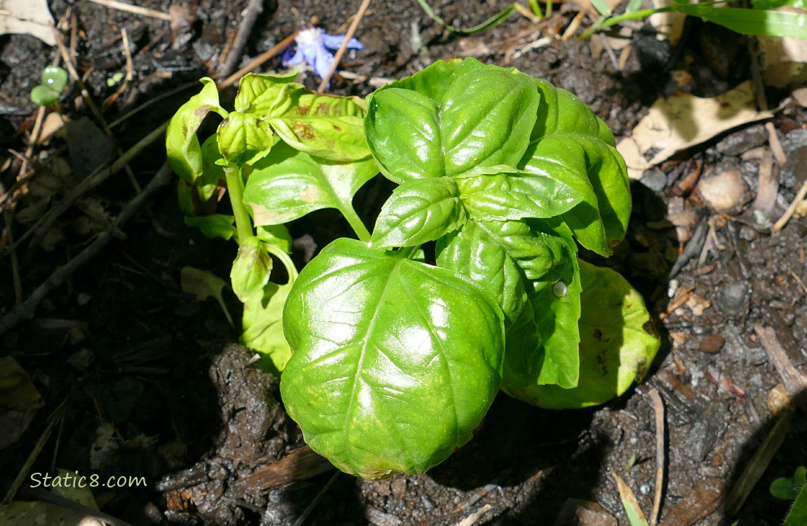 Small Basil plants growing in the dirt, one is yellow and dying.