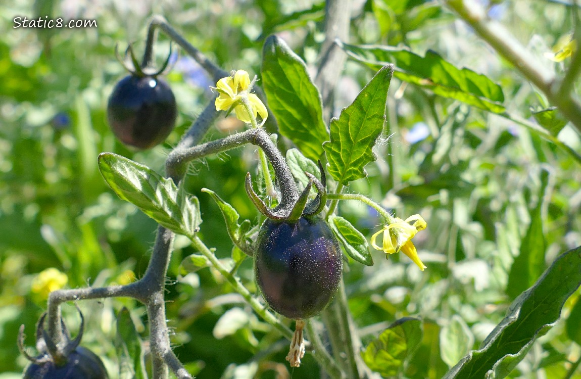 Black Cherry Tomatoes ripening on the vine with some flowers