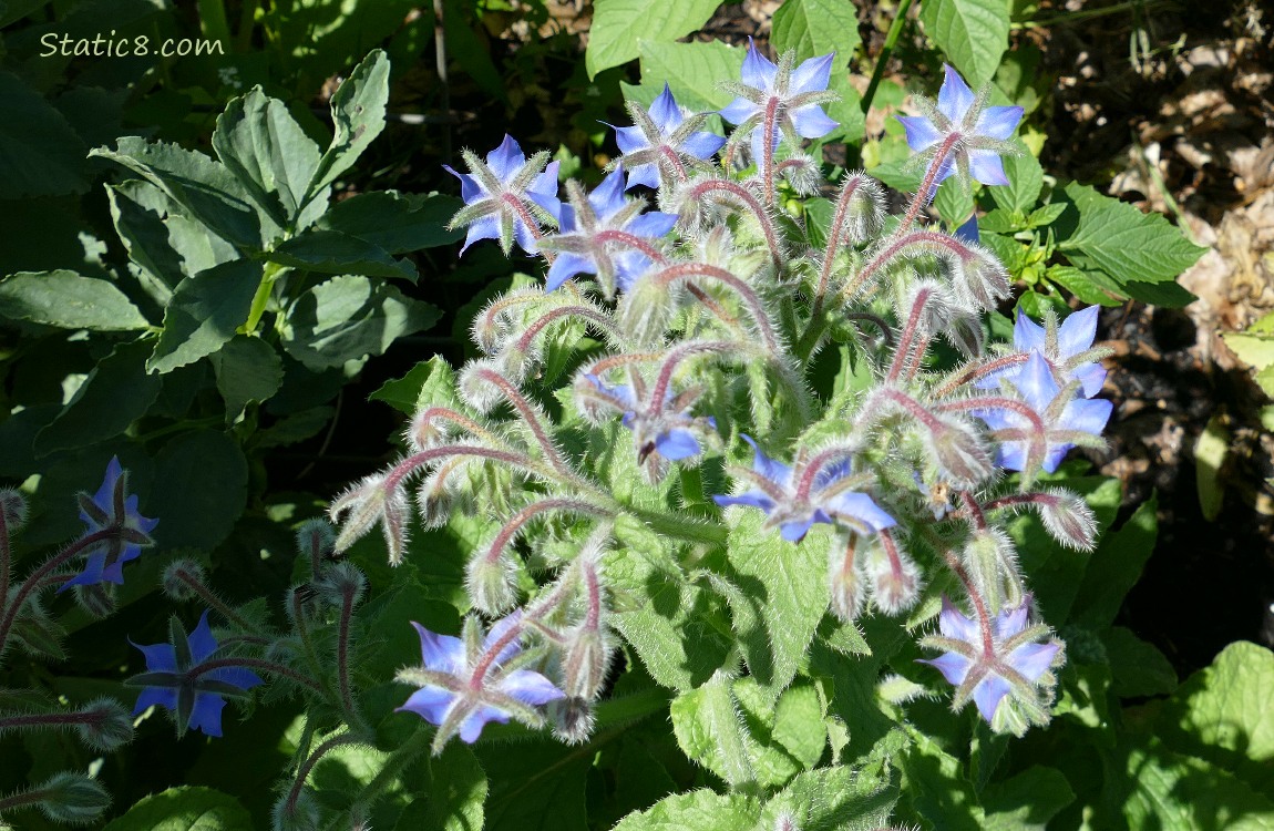 Looking down at blue Borage blooms