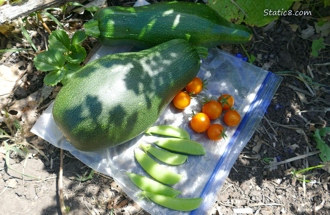 Harvested Veggies laying on a ziplock on the ground