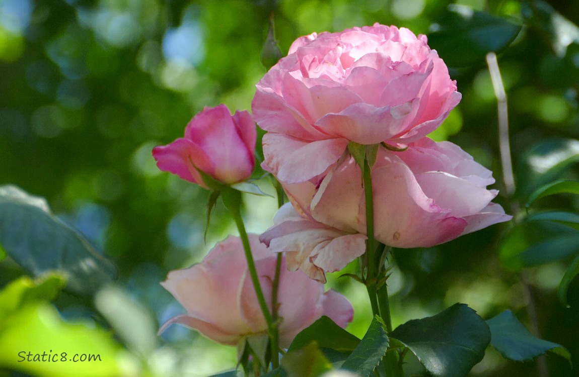 Pink roses with dark green background