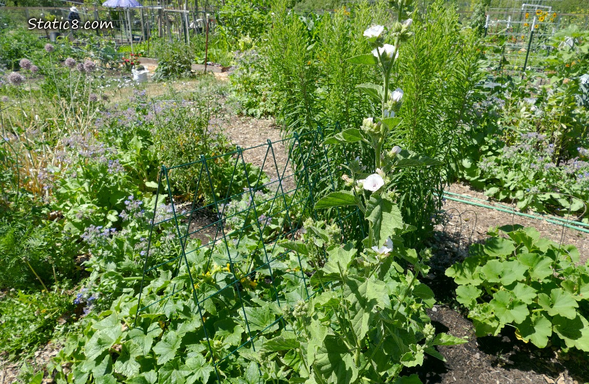 Garden Plot