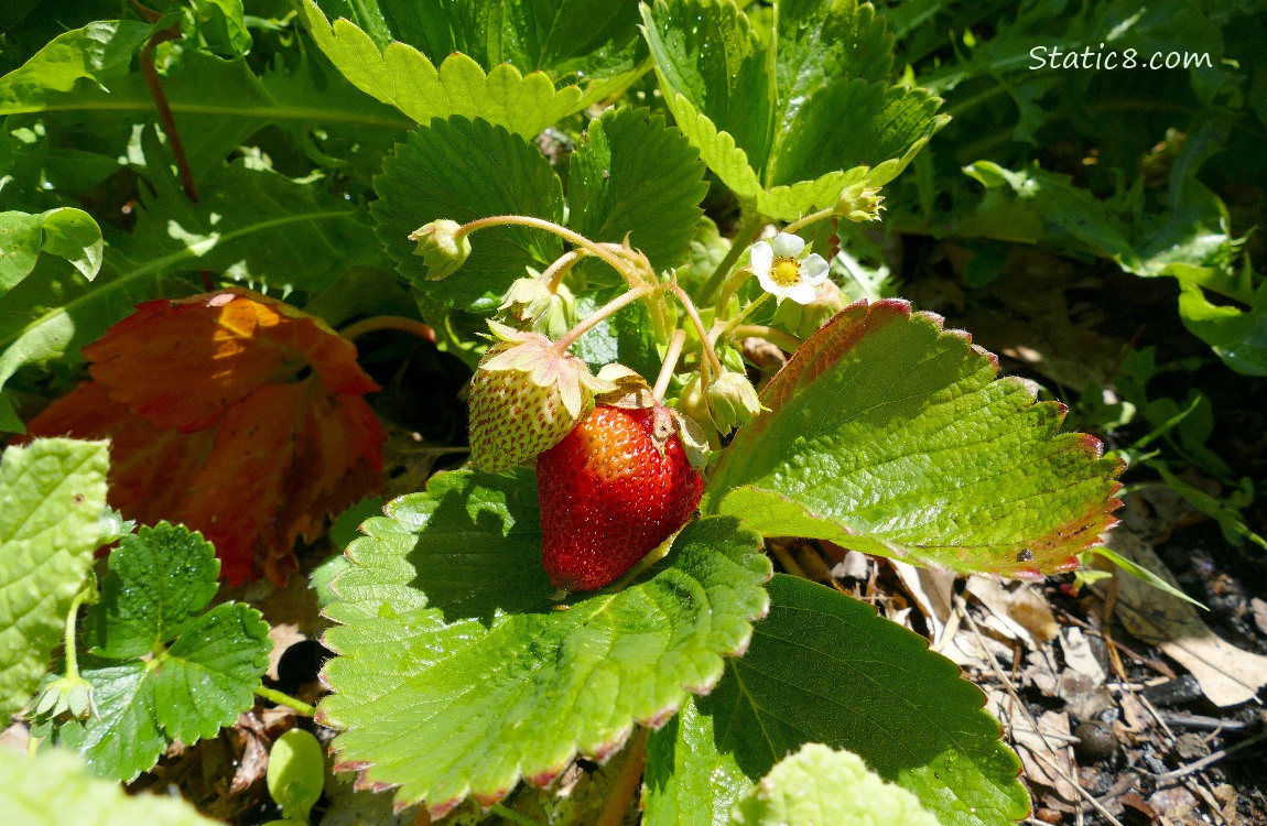 Strawberry fruits and a blossom on the plants