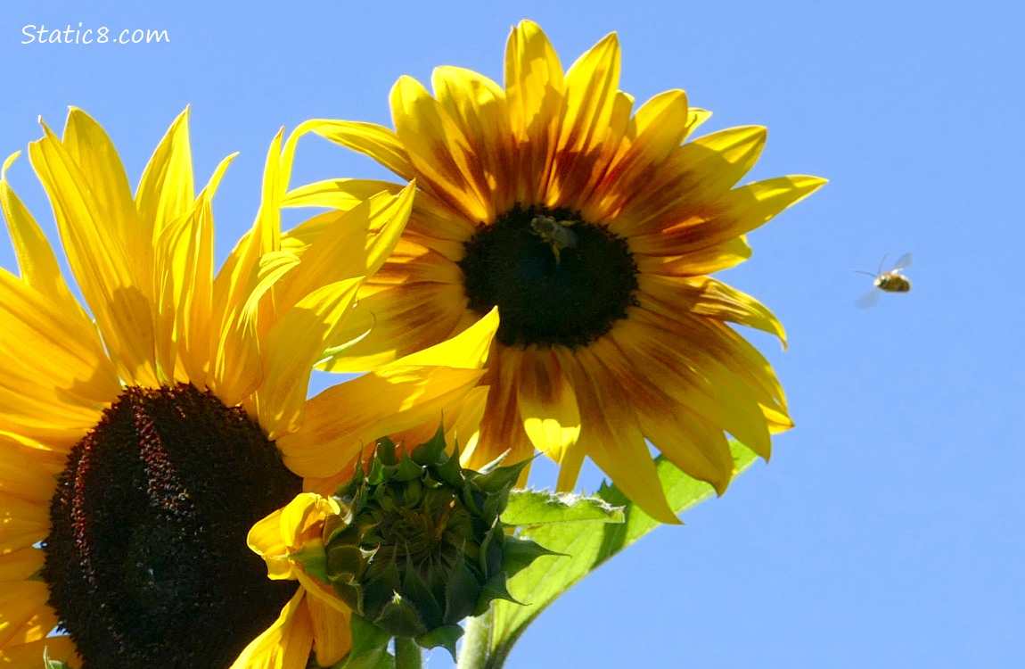 Sunflower blooms with a honey bee flying, blue sky behind