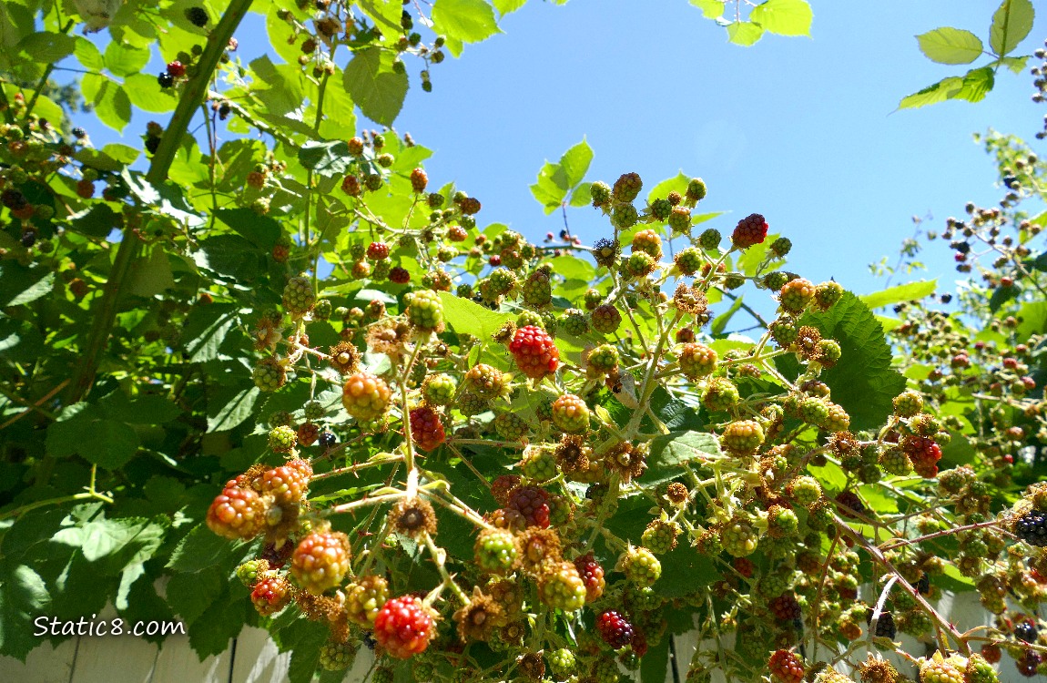Blackberry fruits ripening on the vine