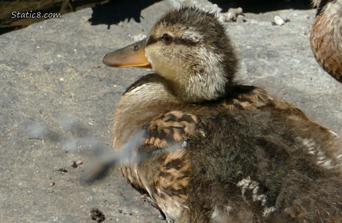 Close up of a duckling sitting on rock