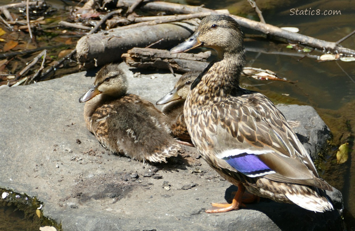 Mama Mallard with two ducklings sitting on a rock