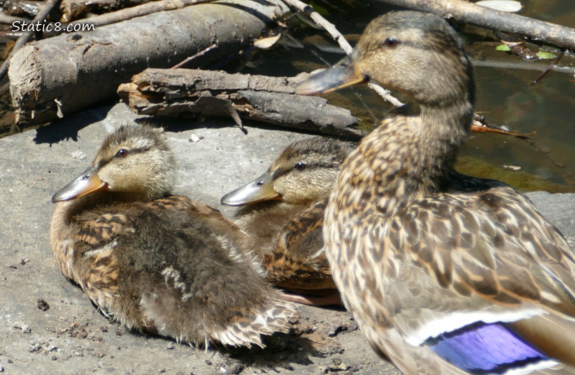 Mama Mallard with two ducklings sitting on a rock