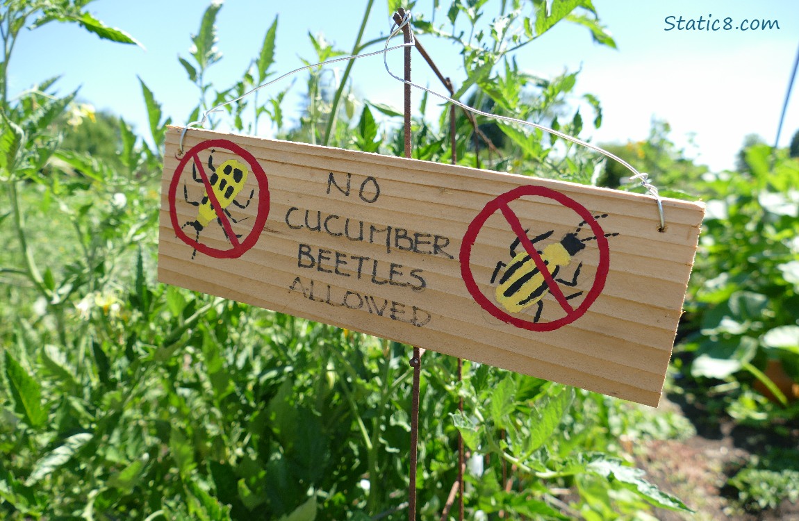 Sign in a garden, No Cucumber Beetles Allowed