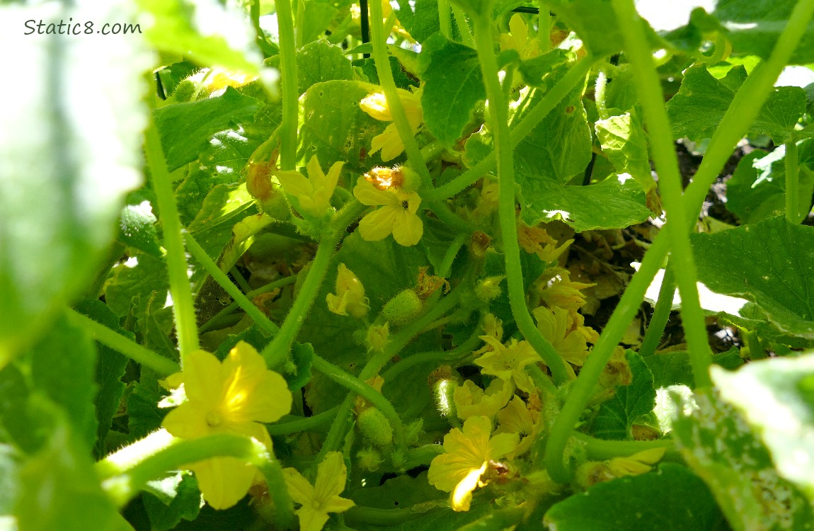 Looking under Cucumber leaves at the blossoms and tiny fruits forming