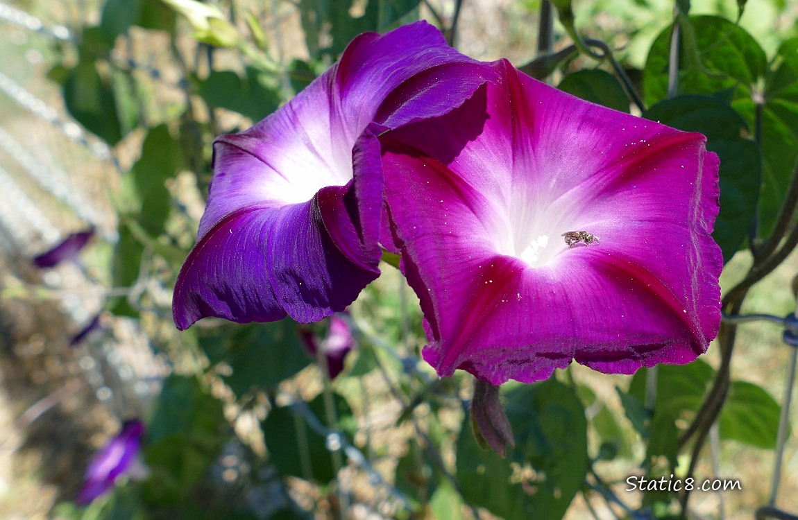Purple Morning Glory blooms and plant growing up a wire fence