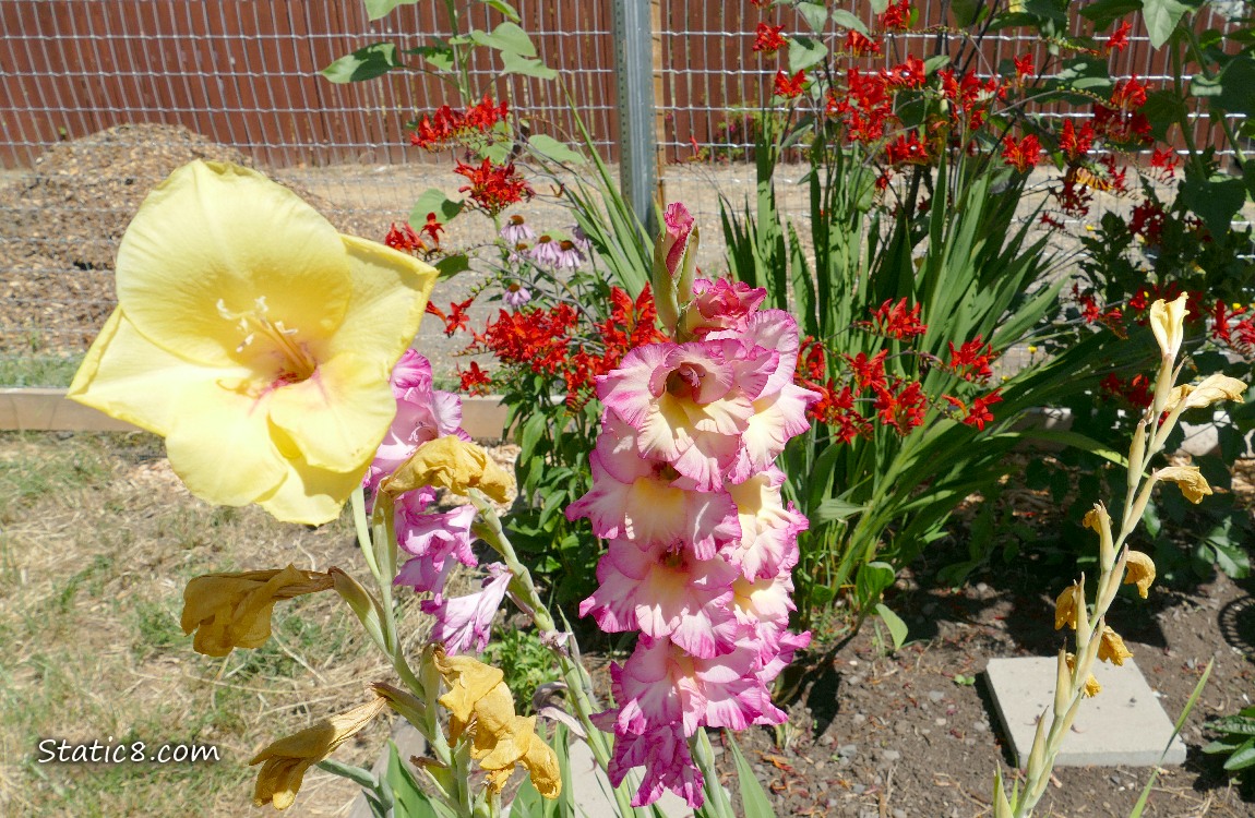 Yellow and pink Glad blooms