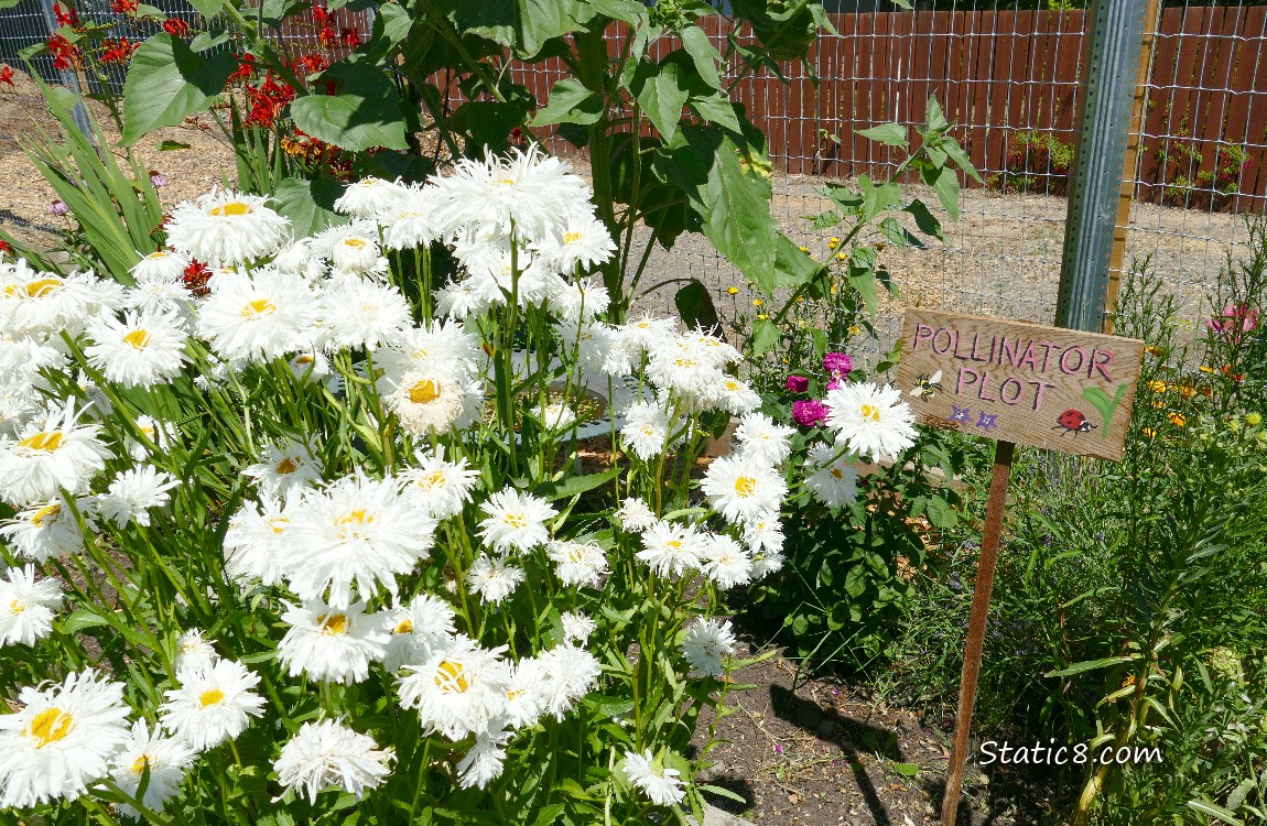 Daisy blooms with a sign that says Pollinator Garden