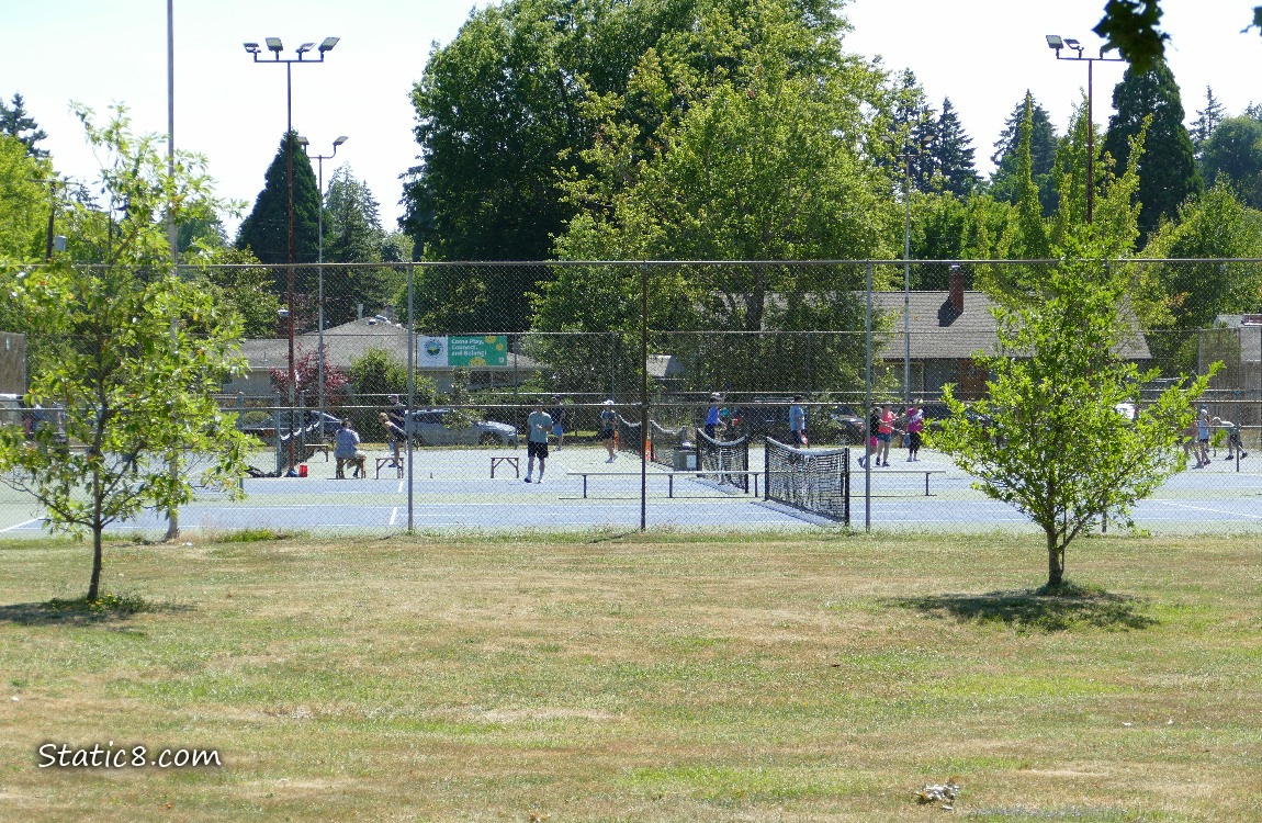 Tennis courts with people, past some small trees
