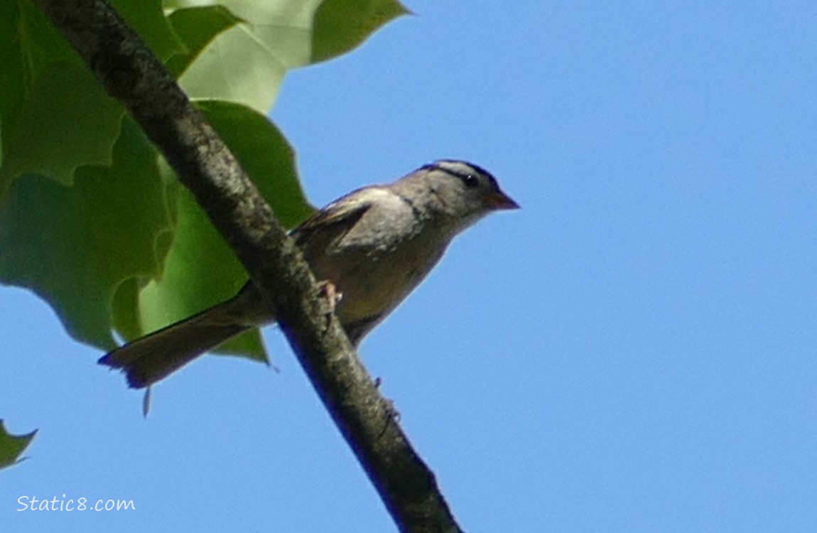 White Crown Sparrow standing on a branch, blue sky behind