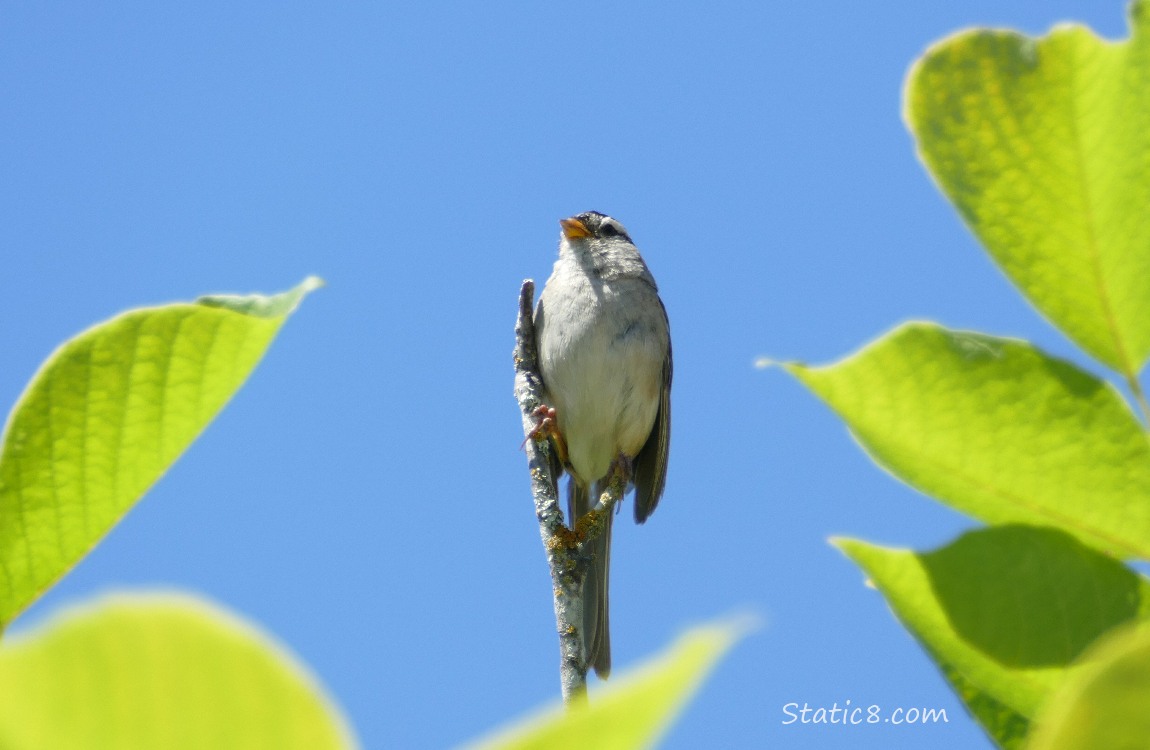 White Crown Sparrow standing on a stick, green leaves around and blue sky behind