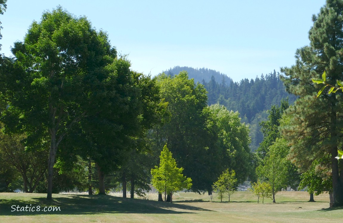 Trees and a hill in the distance with pale blue sky
