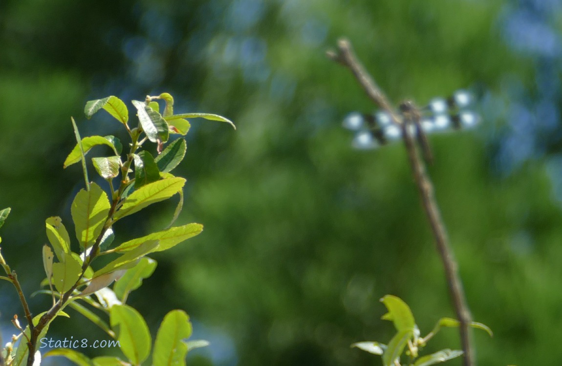 blurry dragonfly